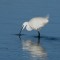 Little Egret, Conwy